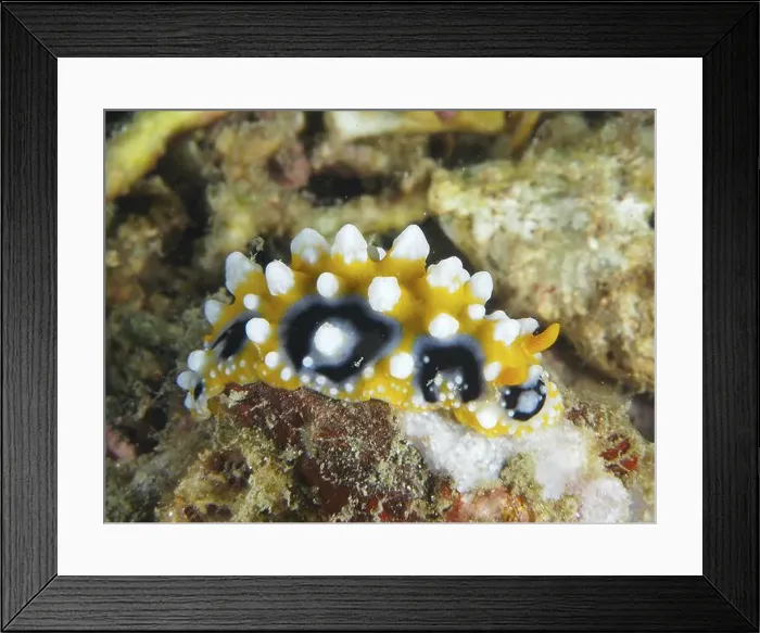 Framed Print : Brightly coloured eyespot wart slug (Phyllidia ocellata) with white-yellow tips on corals Framed Print : Brightly coloured eyespot wart slug (Phyllidia ocellata) with white-yellow tips on corals