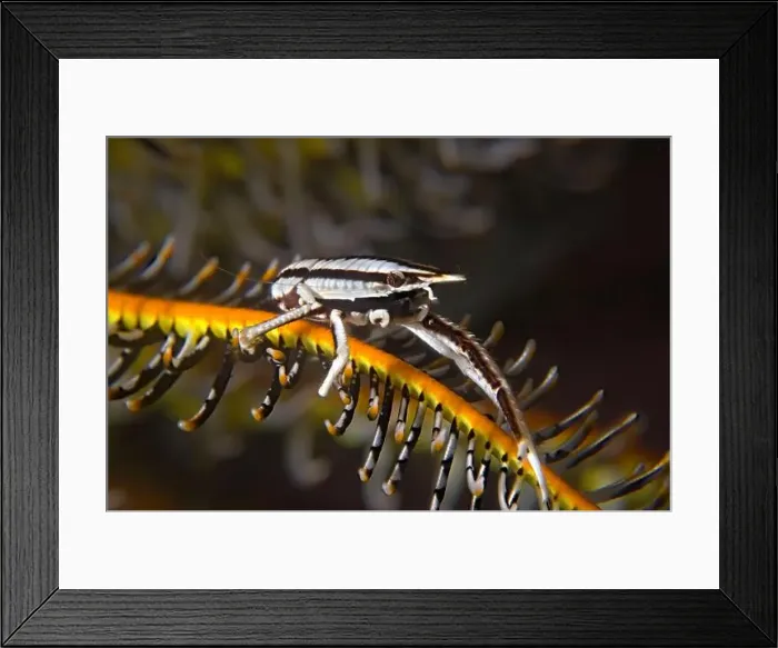 Framed Print : Allogalathea elegans - feather star squad lobster Framed Print : Allogalathea elegans - feather star squad lobster