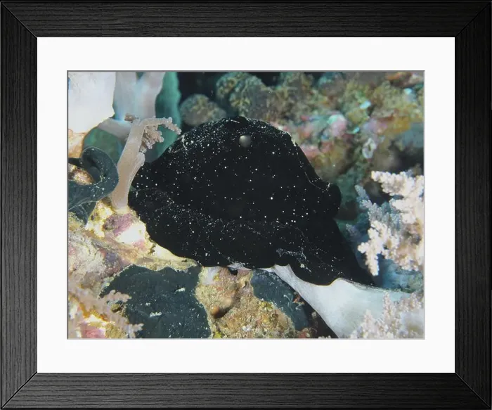 Framed Print : Black nudibranch, large ice snail (Ovula ovum) Framed Print : Black nudibranch, large ice snail (Ovula ovum)