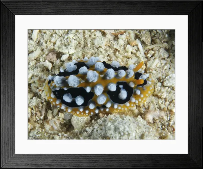 Framed Print : Yellow wart slug (Phyllidia ocellata) with distinctive white patterns on sand Framed Print : Yellow wart slug (Phyllidia ocellata) with distinctive white patterns on sand
