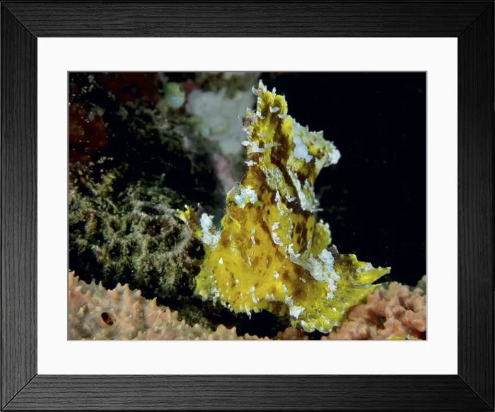 Framed Print : Yellow spotted rocking fish (Taenianotus triacanthus) in front of a dark background Framed Print : Yellow spotted rocking fish (Taenianotus triacanthus) in front of a dark background
