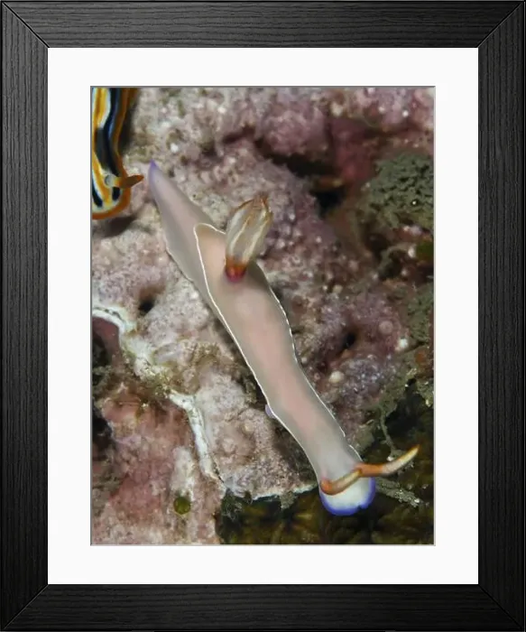 Framed Print : Slender star snail with pink-coloured body