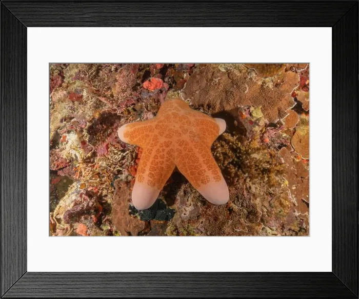 Framed Print : Starfish On the Seabed in the Sea of the Philippines Framed Print : Starfish On the Seabed in the Sea of the Philippines