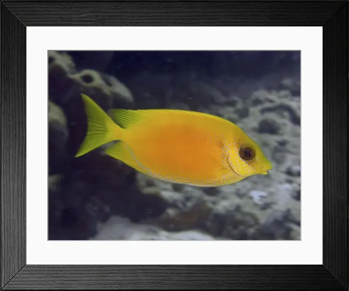 Framed Print : A bright yellow Indian coral rabbitfish (Siganus corallinus) swimming in the sea Framed Print : A bright yellow Indian coral rabbitfish (Siganus corallinus) swimming in the sea