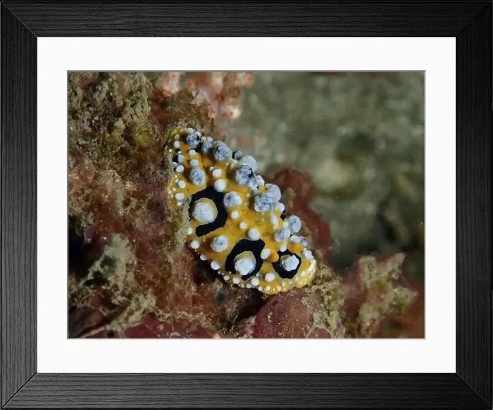 Framed Print : Structured eyespot wart slug (Phyllidia ocellata) in yellow and black on a sea sponge Framed Print : Structured eyespot wart slug (Phyllidia ocellata) in yellow and black on a sea sponge