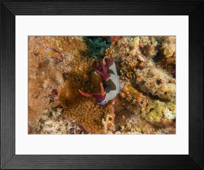 Framed Print : Sea slug in the Sea of the Philippines