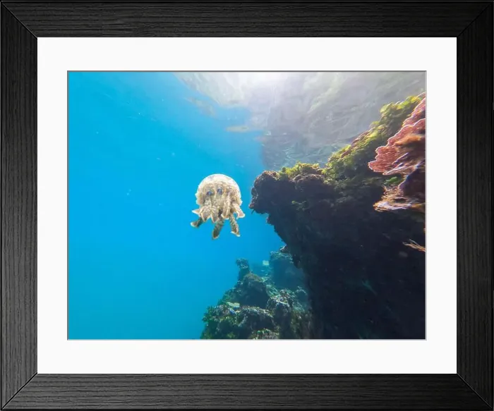Framed Print : Jellyfish swimming near a vibrant coral reef in clear tropical waters Framed Print : Jellyfish swimming near a vibrant coral reef in clear tropical waters