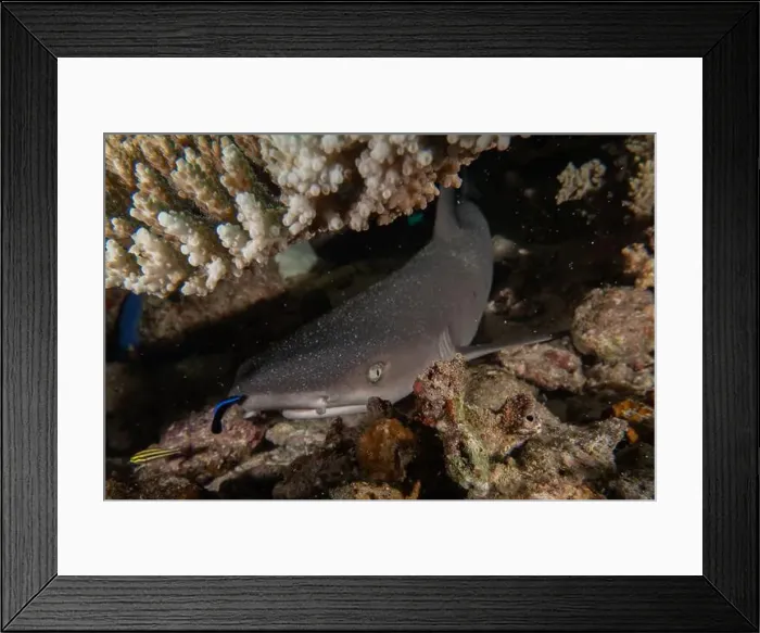 Framed Print : Thresher Shark swimming in the Sea of the Philippines Framed Print : Thresher Shark swimming in the Sea of the Philippines