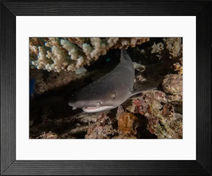 Framed Print : Thresher Shark swimming in the Sea of the Philippines Framed Print : Thresher Shark swimming in the Sea of the Philippines