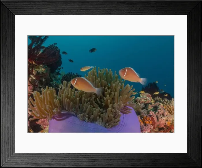 Framed Print : Sea slug in the Sea of the Philippines