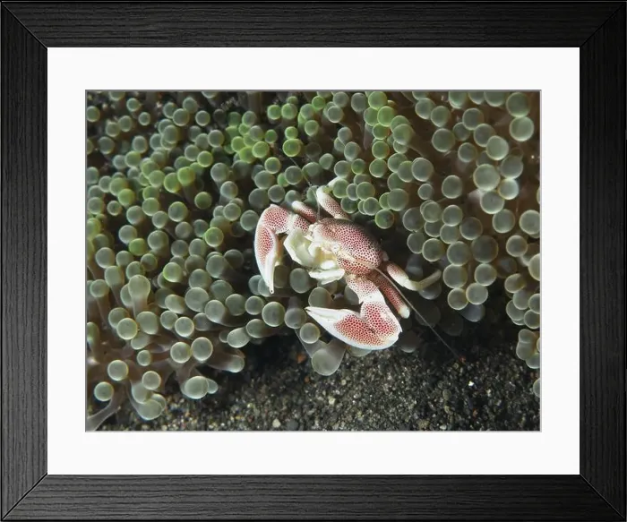 Framed Print : Small spotted porcelain crab (Neopetrolisthes maculatus) hidden between the tentacles of a green sea anemone Framed Print : Small spotted porcelain crab (Neopetrolisthes maculatus) hidden between the tentacles of a green sea anemone