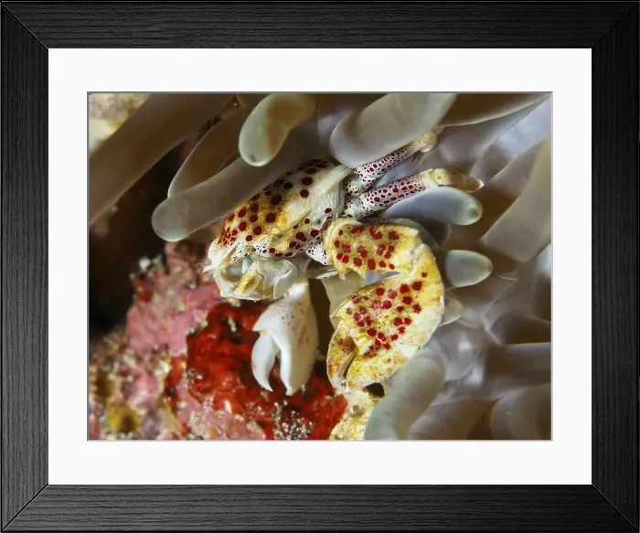 Framed Print : Spotted porcelain crab (Neopetrolisthes maculatus) sitting in sea anemone Framed Print : Spotted porcelain crab (Neopetrolisthes maculatus) sitting in sea anemone