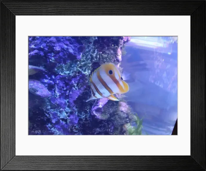Framed Print : Chelmon rostratus on the background of stones in blue aquarium water side view Framed Print : Chelmon rostratus on the background of stones in blue aquarium water side view
