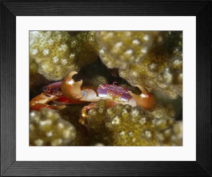 Framed Print : Purple coral crab (Trapezia cymodoce) with strong claws is well hidden in the corals Framed Print : Purple coral crab (Trapezia cymodoce) with strong claws is well hidden in the corals