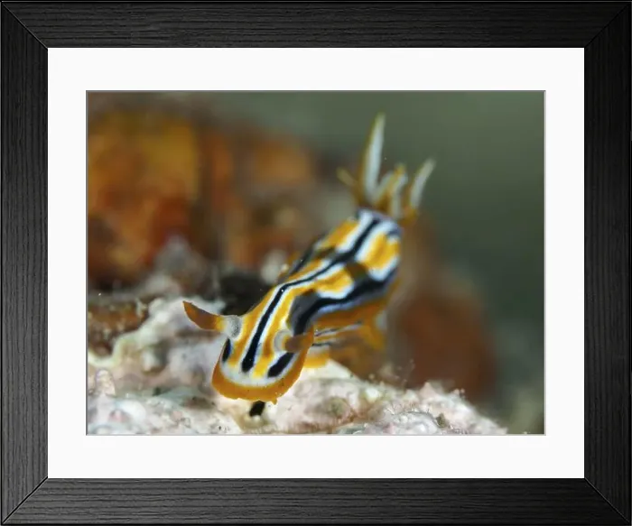 Framed Print : A nudibranch with a yellow, black and white pattern Framed Print : A nudibranch with a yellow, black and white pattern