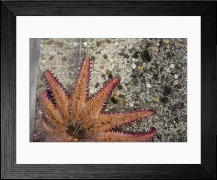 Framed Print : Pycnopodia helianthoides view from the back with tentacles on a gray stone background with space for copyspace text Framed Print : Pycnopodia helianthoides view from the back with tentacles on a gray stone background with space for copyspace text