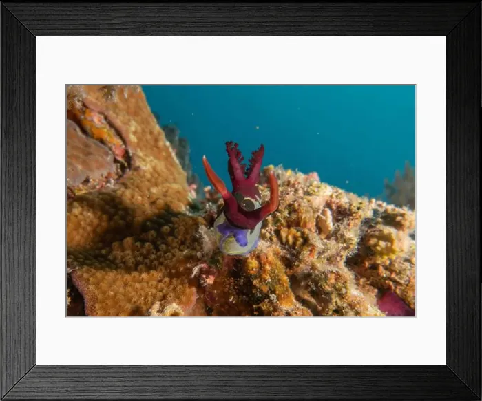 Framed Print : Sea slug in the Sea of the Philippines Framed Print : Sea slug in the Sea of the Philippines