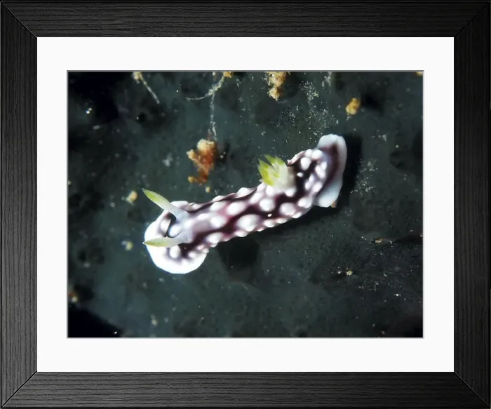 Framed Print : Pink-white sea snail, yellow-branded nudibranch (Ardeadoris angustolutea) Framed Print : Pink-white sea snail, yellow-branded nudibranch (Ardeadoris angustolutea)