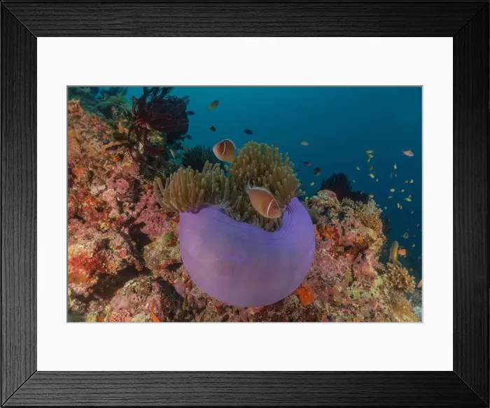 Framed Print : Sea slug in the Sea of the Philippines