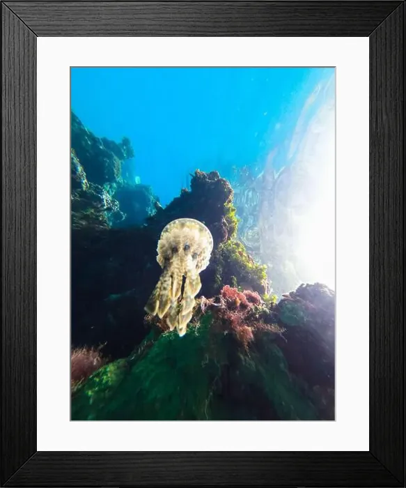 Framed Print : Jellyfish swimming near a vibrant coral reef in clear tropical waters Framed Print : Jellyfish swimming near a vibrant coral reef in clear tropical waters