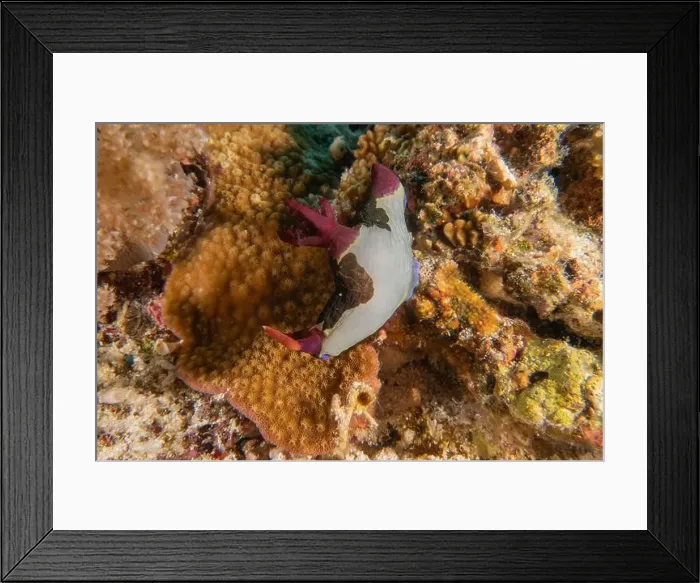 Framed Print : Sea slug in the Sea of the Philippines