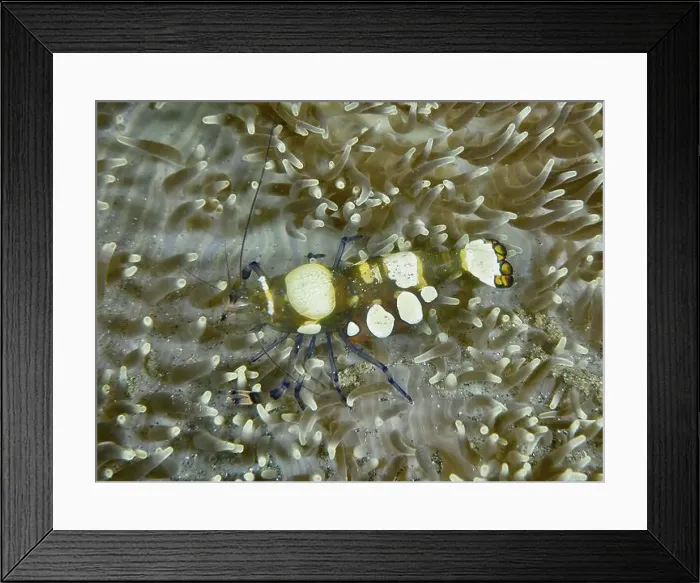 Framed Print : Peacock anemone shrimp (Ancylocaris brevicarpalis) between the tentacles of a sea anemone Framed Print : Peacock anemone shrimp (Ancylocaris brevicarpalis) between the tentacles of a sea anemone