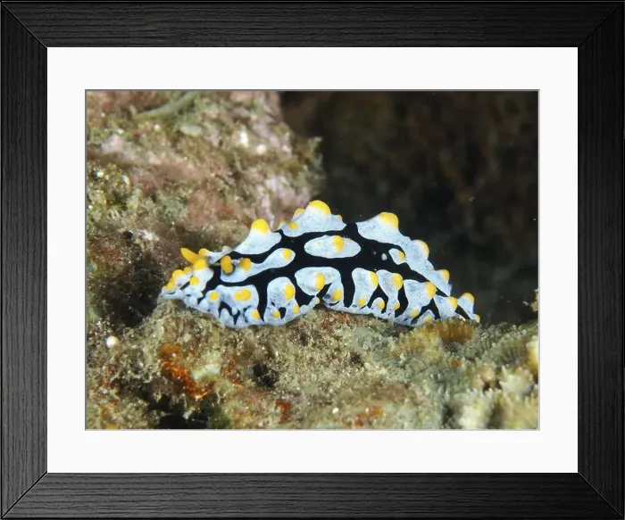 Framed Print : Brightly patterned veined warty snail (Phyllidia varicosa) Framed Print : Brightly patterned veined warty snail (Phyllidia varicosa)