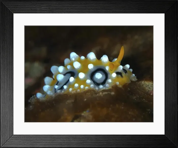 Framed Print : Yellowish warty snail with contrasting black dots Framed Print : Yellowish warty snail with contrasting black dots