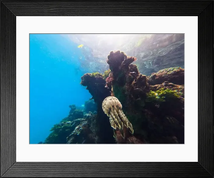 Framed Print : Jellyfish swimming near a vibrant coral reef in clear tropical waters Framed Print : Jellyfish swimming near a vibrant coral reef in clear tropical waters