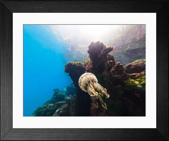 Framed Print : Jellyfish swimming near a vibrant coral reef in clear tropical waters Framed Print : Jellyfish swimming near a vibrant coral reef in clear tropical waters