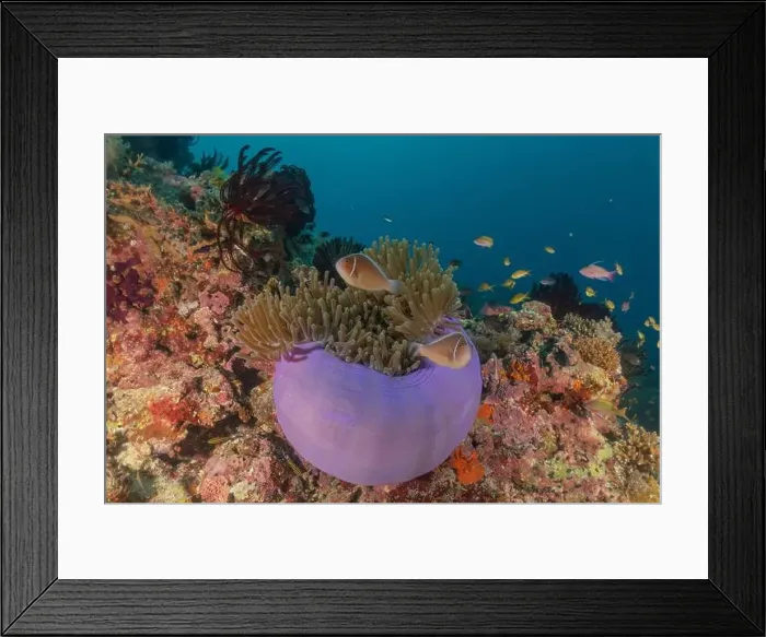 Framed Print : Sea slug in the Sea of the Philippines