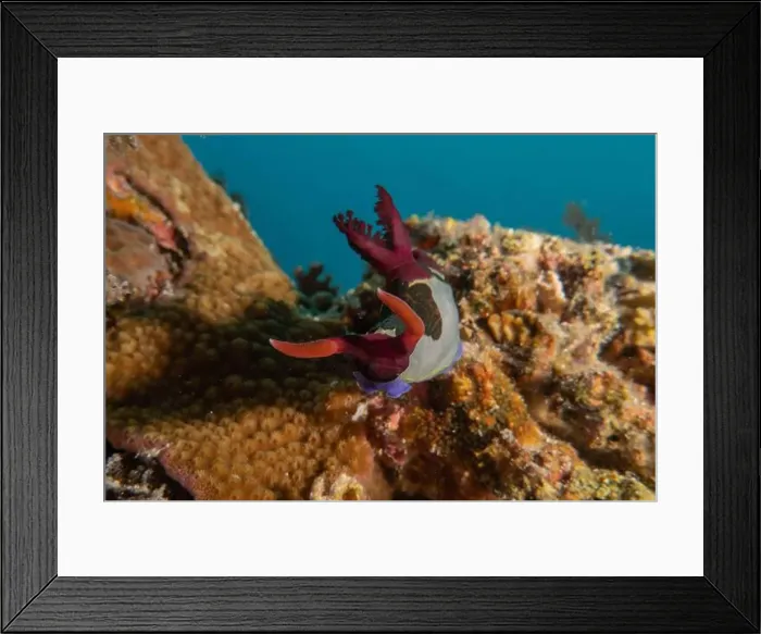 Framed Print : Sea slug in the Sea of the Philippines
