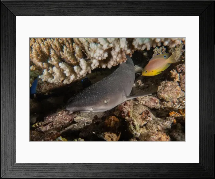 Framed Print : Thresher Shark swimming in the Sea of the Philippines Framed Print : Thresher Shark swimming in the Sea of the Philippines