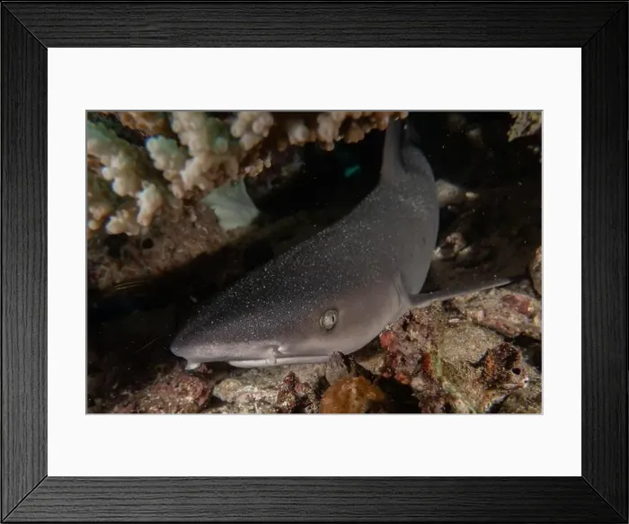 Framed Print : Thresher Shark swimming in the Sea of the Philippines Framed Print : Thresher Shark swimming in the Sea of the Philippines