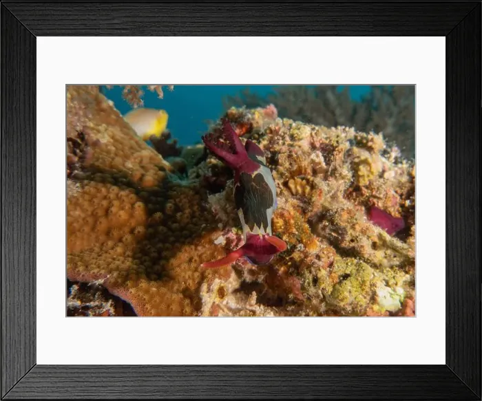 Framed Print : Sea slug in the Sea of the Philippines