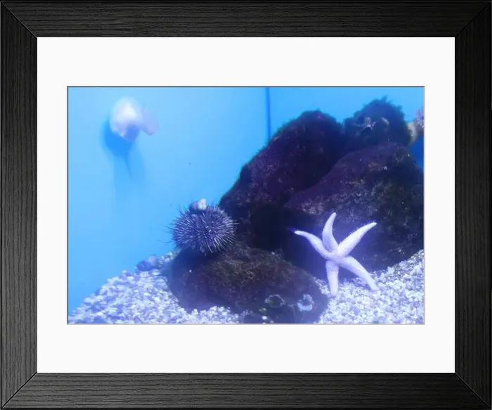 Framed Print : Pisaster brevispinus Sphaerechinus Tripneustes ventricosus get along in the same aquarium. Symbiosis Framed Print : Pisaster brevispinus Sphaerechinus Tripneustes ventricosus get along in the same aquarium. Symbiosis