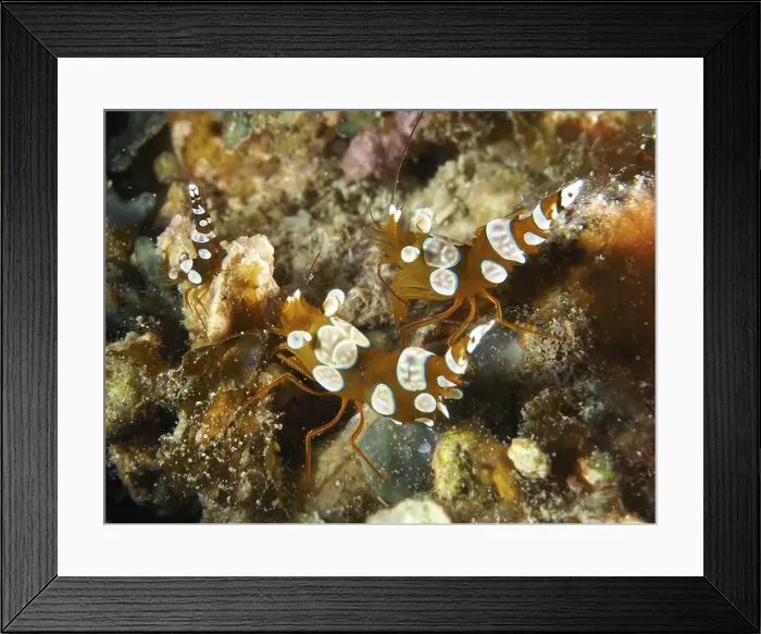 Framed Print : Lively harlequin shrimp, hollow back shrimp (Thor amboinensis) Framed Print : Lively harlequin shrimp, hollow back shrimp (Thor amboinensis)