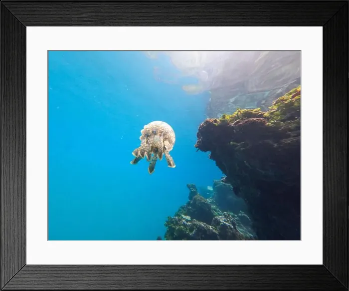 Framed Print : Jellyfish swimming near a vibrant coral reef in clear tropical waters Framed Print : Jellyfish swimming near a vibrant coral reef in clear tropical waters