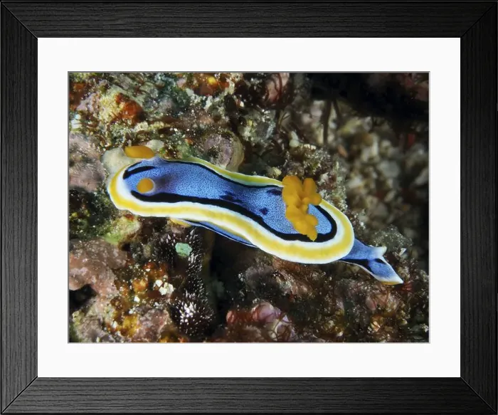 Framed Print : A blue and yellow nudibranch, Elisabeth's Chromodoris (Chromodoris elisabethina) Framed Print : A blue and yellow nudibranch, Elisabeth's Chromodoris (Chromodoris elisabethina)