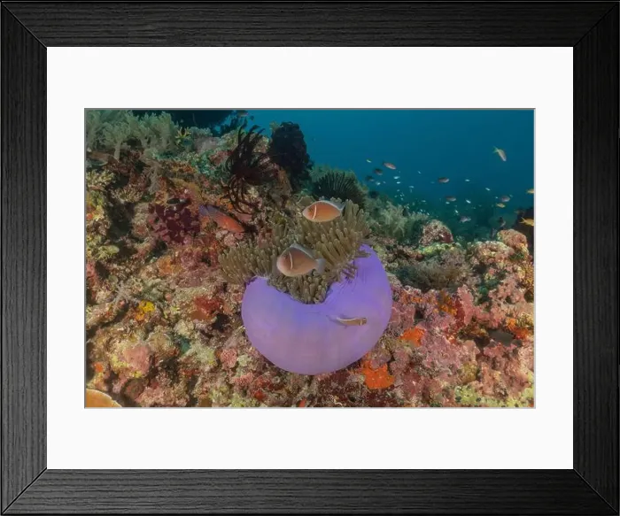 Framed Print : Sea slug in the Sea of the Philippines