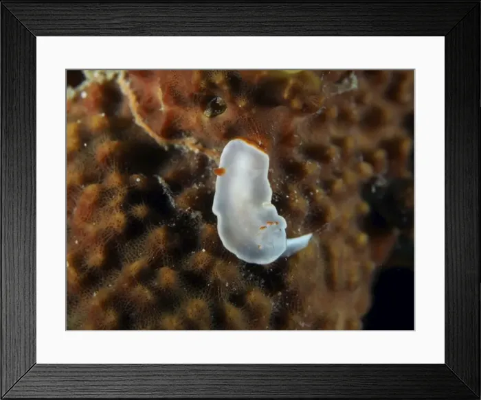 Framed Print : A small white nudibranch with transparent body Framed Print : A small white nudibranch with transparent body