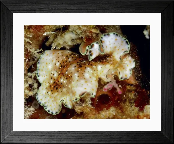 Framed Print : A spotted whirlpool worm (Pseudoceros) moves over the coral reef Framed Print : A spotted whirlpool worm (Pseudoceros) moves over the coral reef