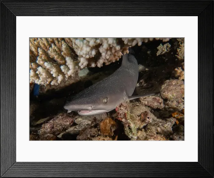 Framed Print : Thresher Shark swimming in the Sea of the Philippines Framed Print : Thresher Shark swimming in the Sea of the Philippines