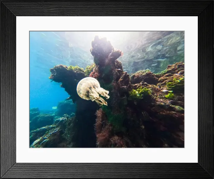 Framed Print : Jellyfish swimming near a vibrant coral reef in clear tropical waters Framed Print : Jellyfish swimming near a vibrant coral reef in clear tropical waters