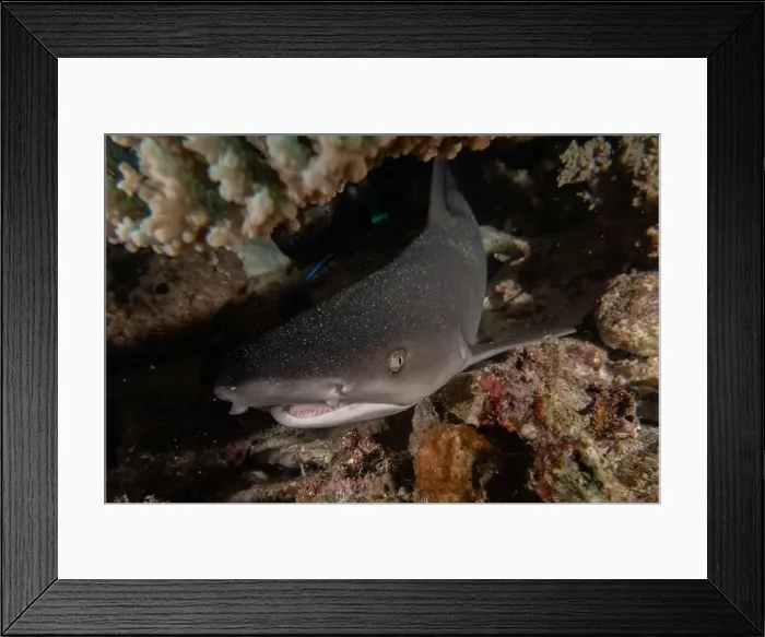 Framed Print : Thresher Shark swimming in the Sea of the Philippines Framed Print : Thresher Shark swimming in the Sea of the Philippines