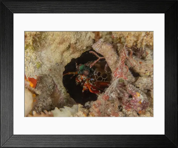Framed Print : Painted Lobster(Panulirus versicolor) at the Tubbataha Reef National Park Philippines Framed Print : Painted Lobster(Panulirus versicolor) at the Tubbataha Reef National Park Philippines