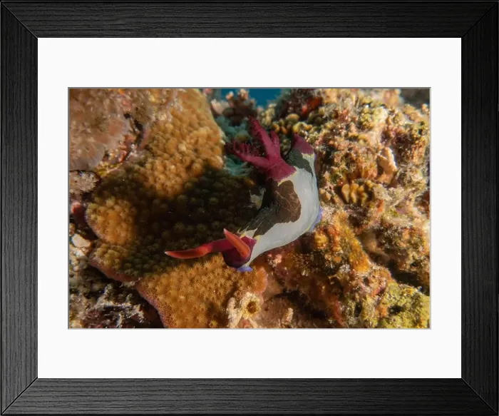 Framed Print : Sea slug in the Sea of the Philippines