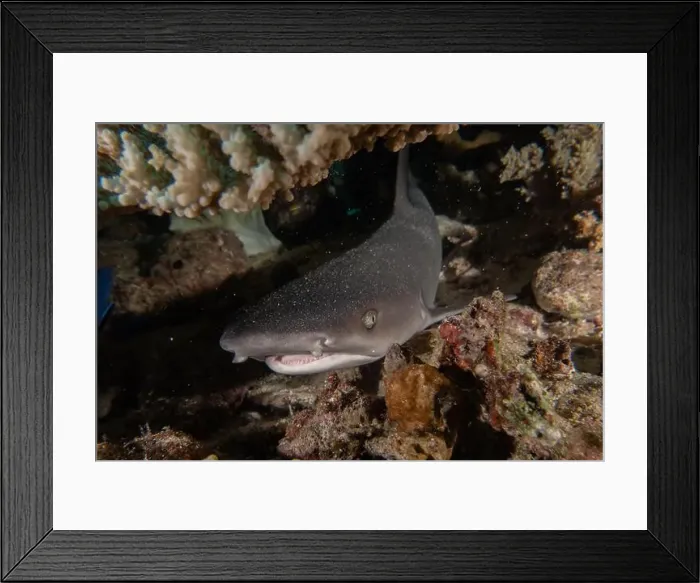 Framed Print : Thresher Shark swimming in the Sea of the Philippines Framed Print : Thresher Shark swimming in the Sea of the Philippines