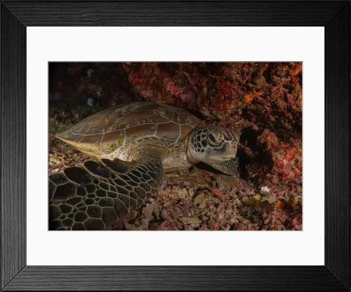 Framed Print : Hawksbill sea turtle in the Sea of the Philippines Framed Print : Hawksbill sea turtle in the Sea of the Philippines
