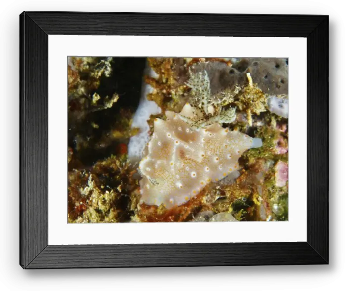 Framed Print : A beige nudibranch with orange dots Framed Print : A beige nudibranch with orange dots